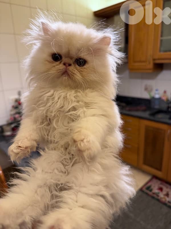 Persian picky face 2