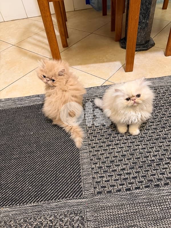 Persian picky face 3