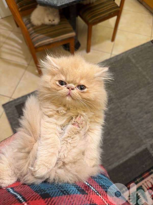 Persian picky face 4