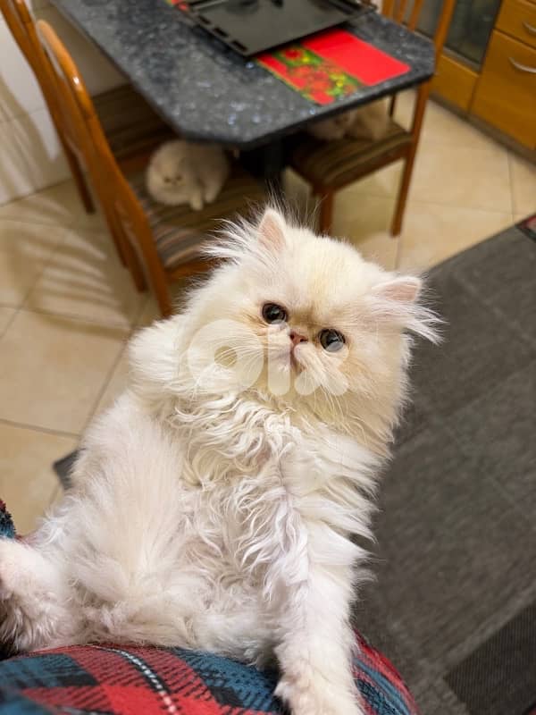 Persian picky face 5