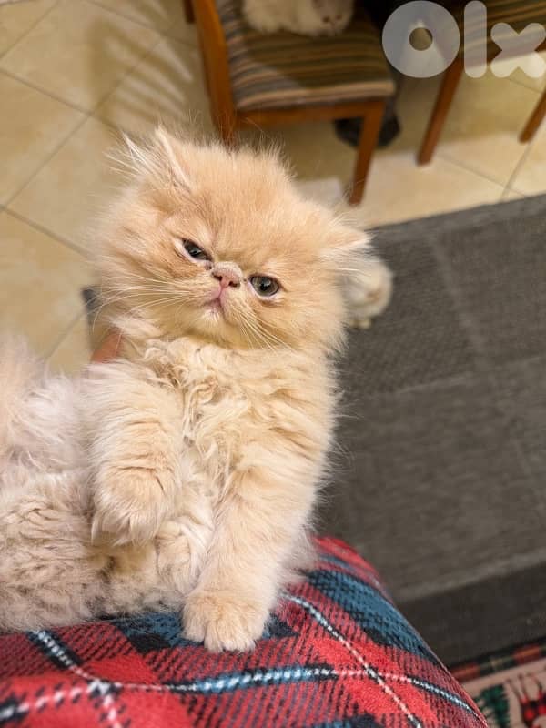 Persian picky face 6