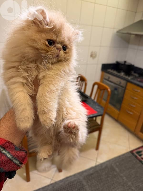 Persian picky face 7