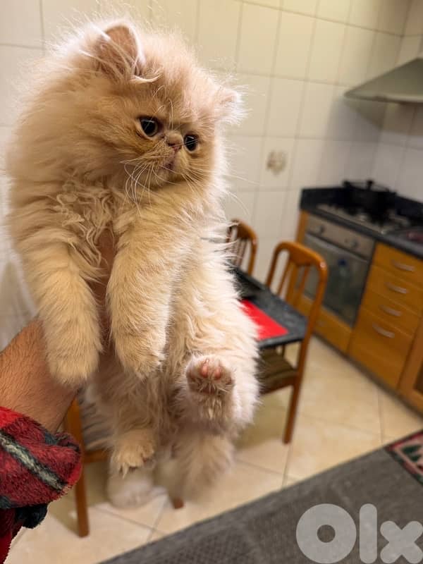 Persian picky face 8