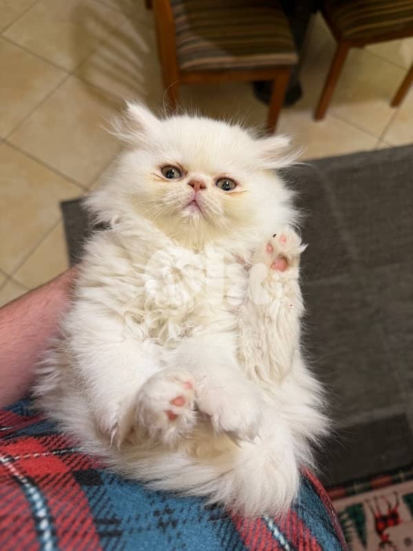 Persian picky face 9