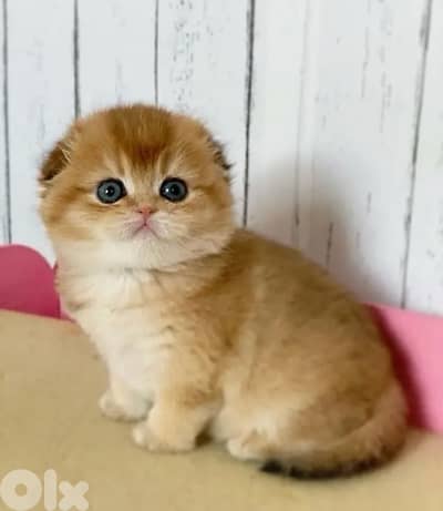 scottish gold 70485808