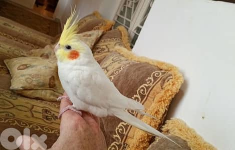 كروان يغني ومتكلم اليف كتير