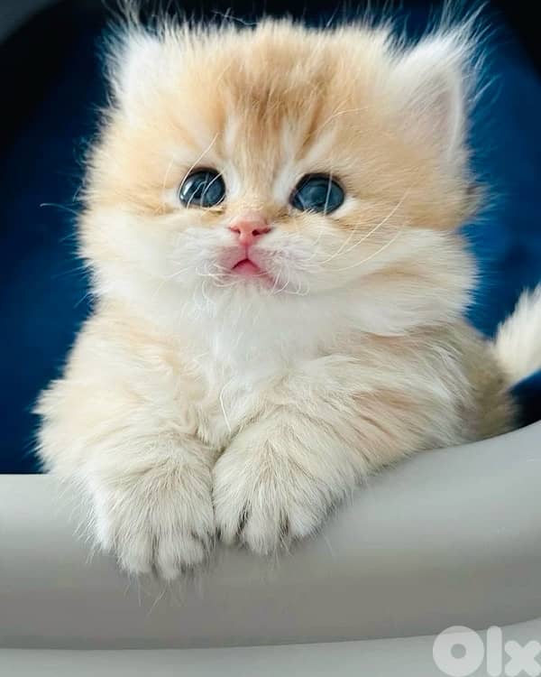 british gold 70485808 1