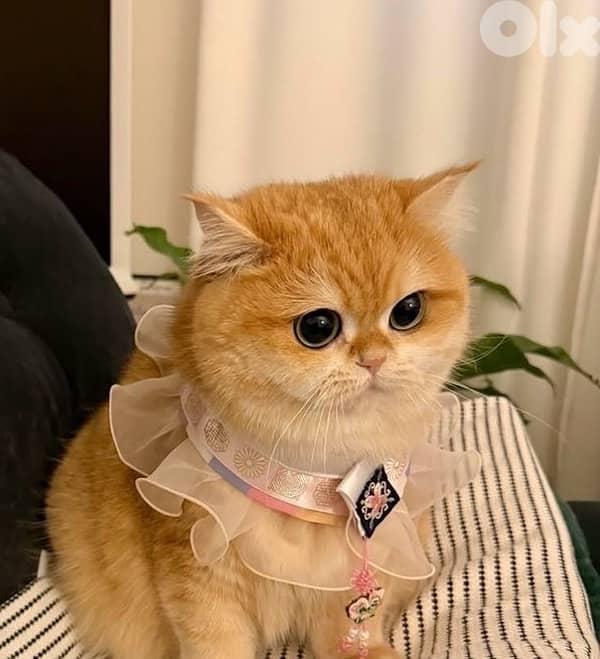 british gold 70485808 2