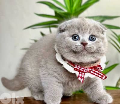 scottish lilac 70485808