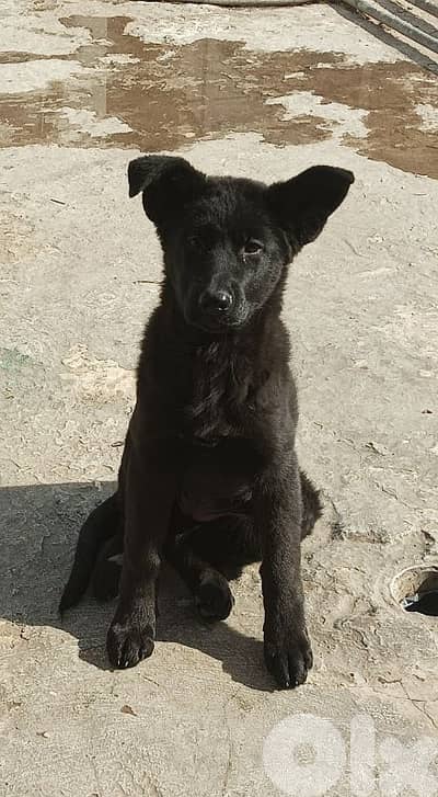 German shepherd full black german shepherd