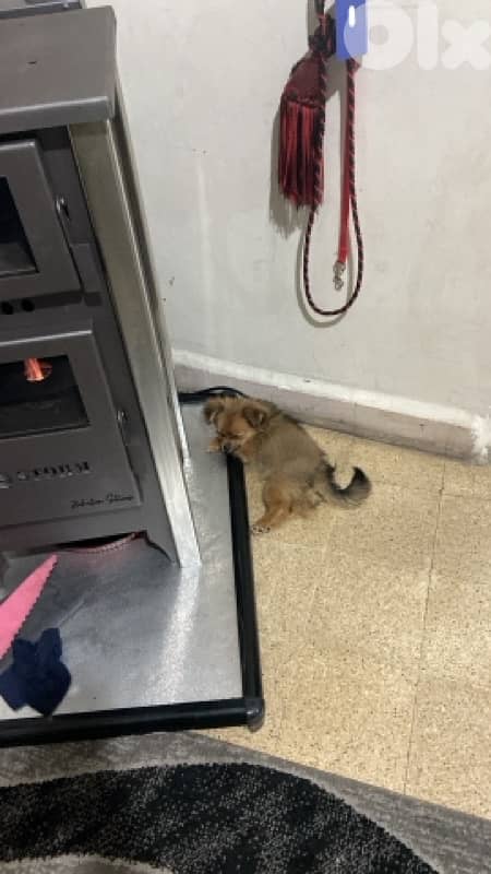 loulou pom teacup female 1