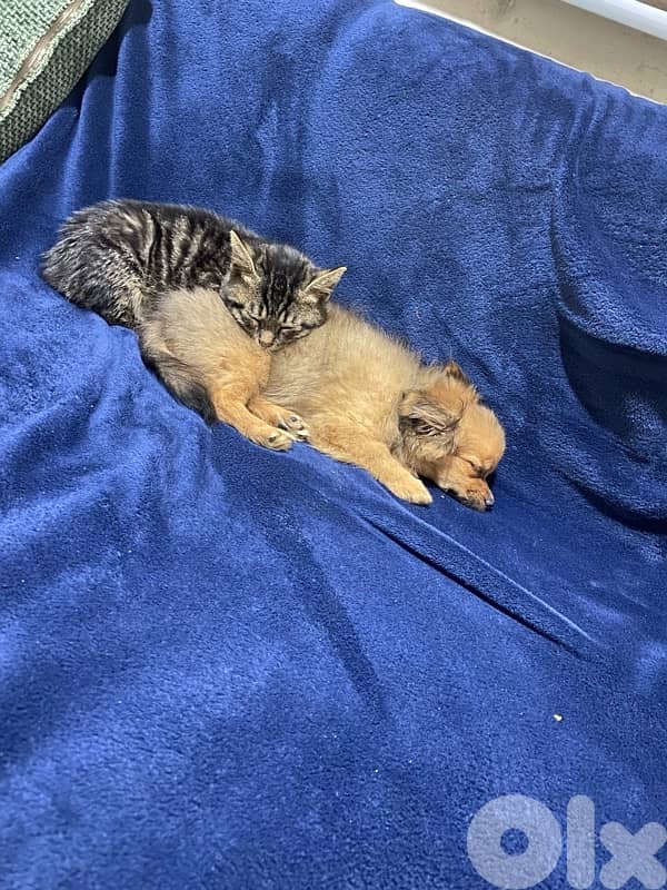 loulou pom teacup female 2