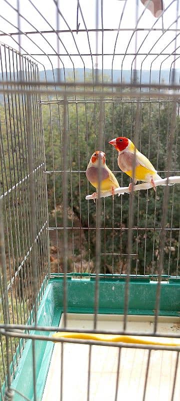 gouldian finch  غولديان فينش