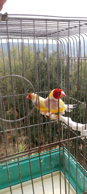 gouldian finch  غولديان فينش 1