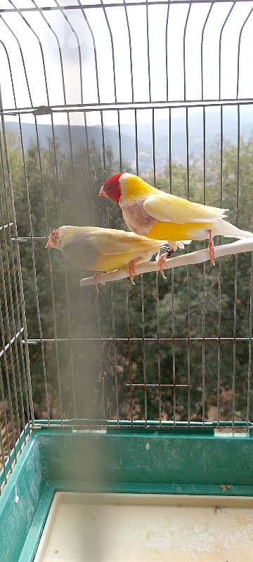 gouldian finch  غولديان فينش 2