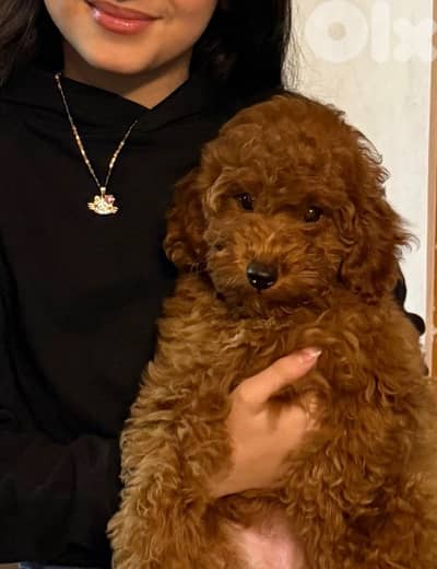 poodle puppy female