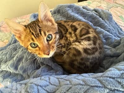 Adorable Bengal (Simba) - (included food, toys, crate…)