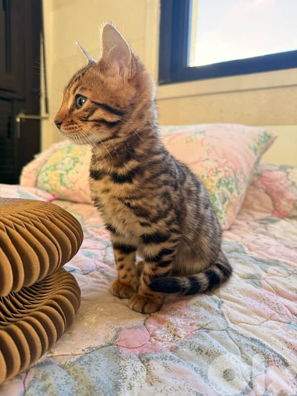 Adorable Bengal (Simba) - (included food, toys, crate…) 1