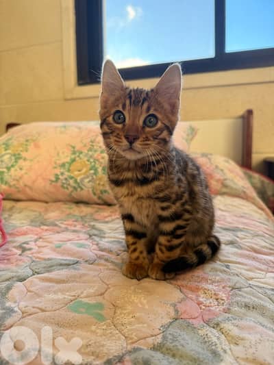 Pure Breed Bengal Cat