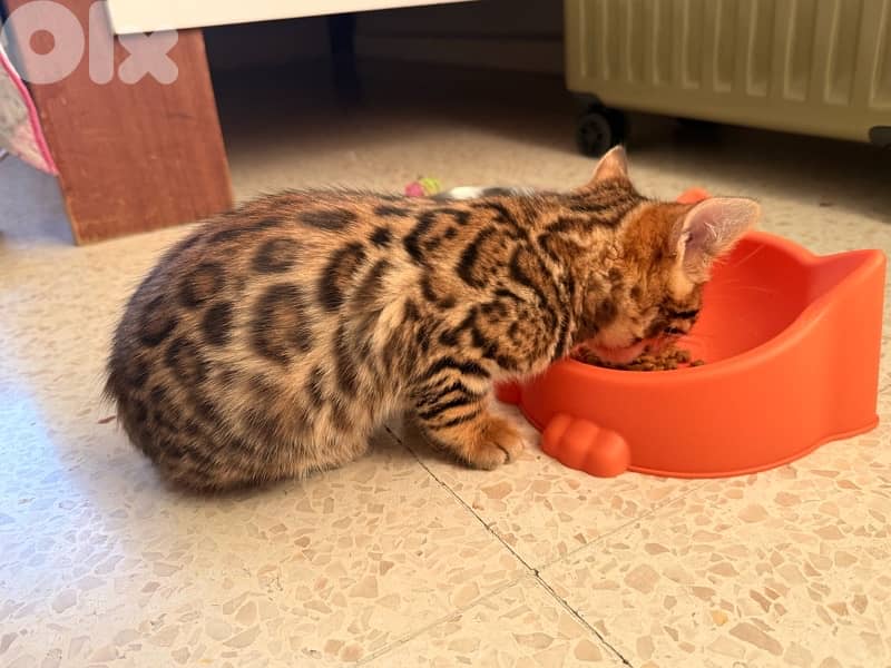 Adorable Bengal (Simba) - (included food, toys, crate…) 3