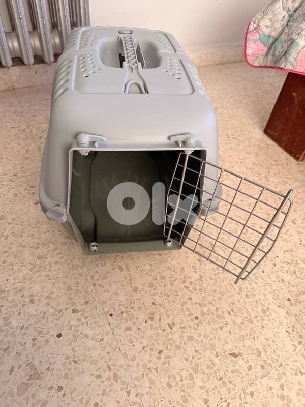 Adorable Bengal (Simba) - (included food, toys, crate…) 5