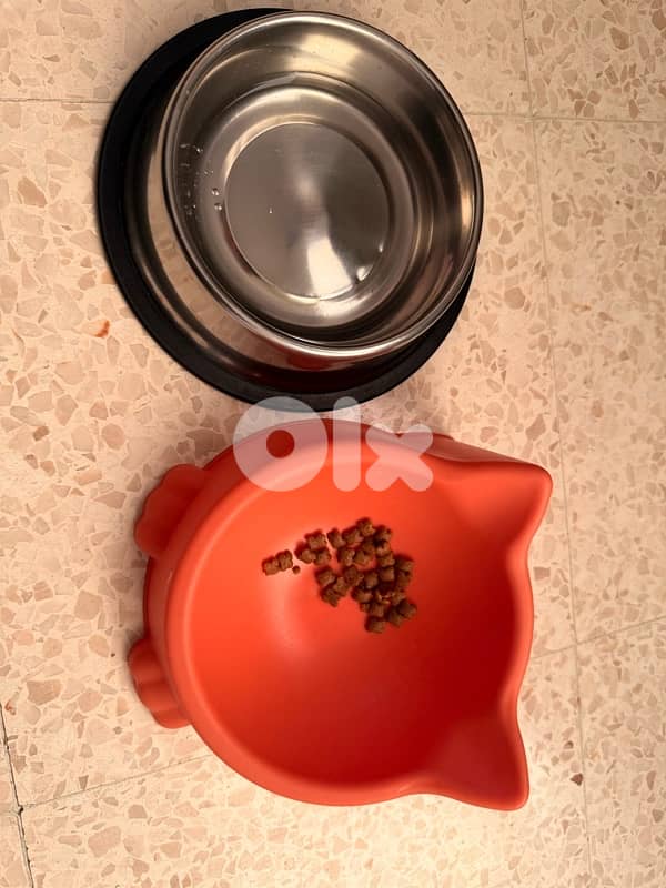 Adorable Bengal (Simba) - (included food, toys, crate…) 6