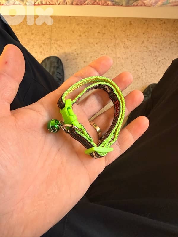 Adorable Bengal (Simba) - (included food, toys, crate…) 7