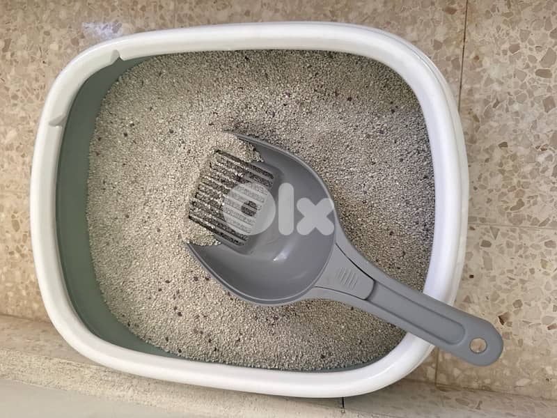 Adorable Bengal (Simba) - (included food, toys, crate…) 9