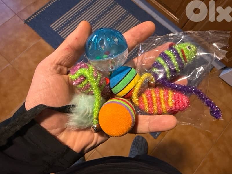 Adorable Bengal (Simba) - (included food, toys, crate…) 10