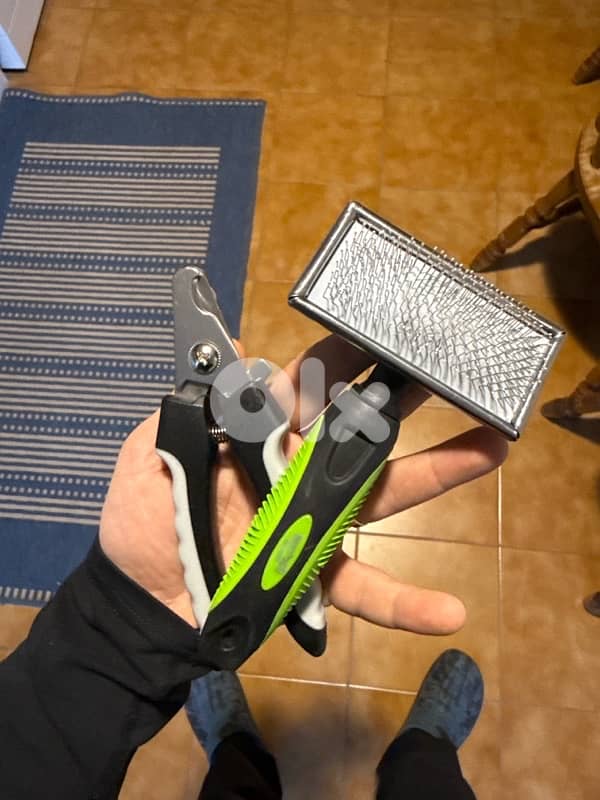 Adorable Bengal (Simba) - (included food, toys, crate…) 11