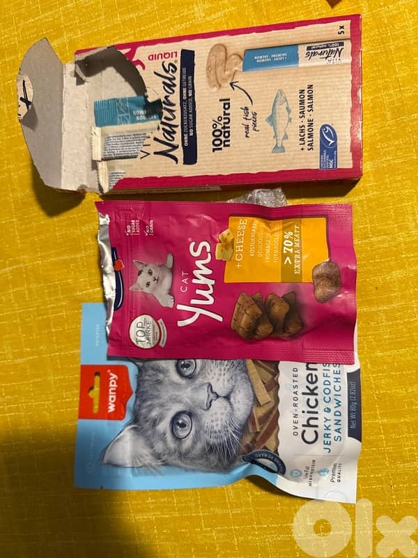 Adorable Bengal (Simba) - (included food, toys, crate…) 12