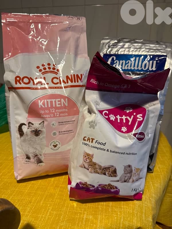 Adorable Bengal (Simba) - (included food, toys, crate…) 13