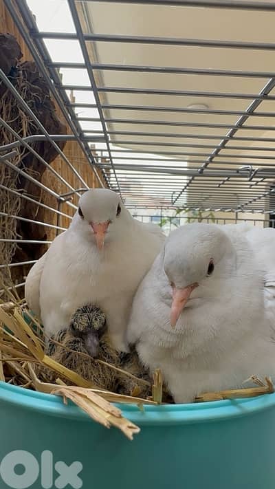 turtledove of all colors ( كريم )