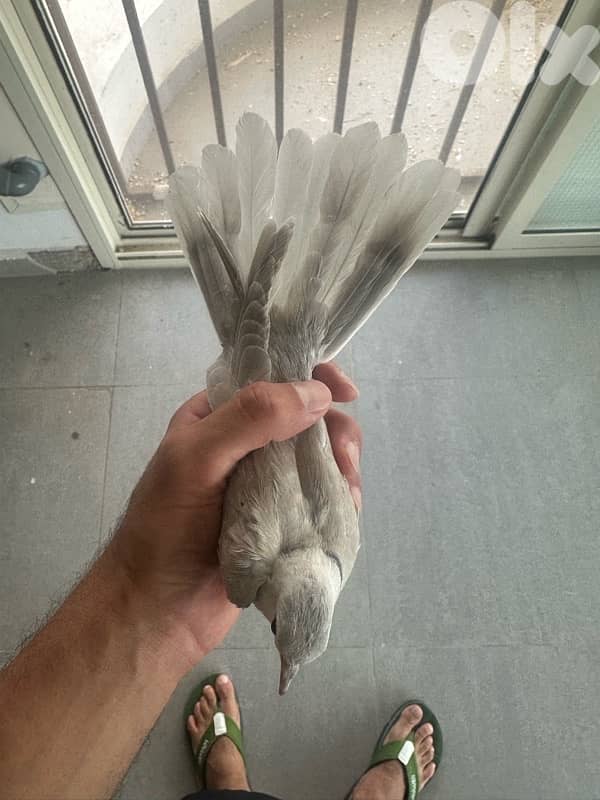 turtledove of all colors ( كريم ) 1