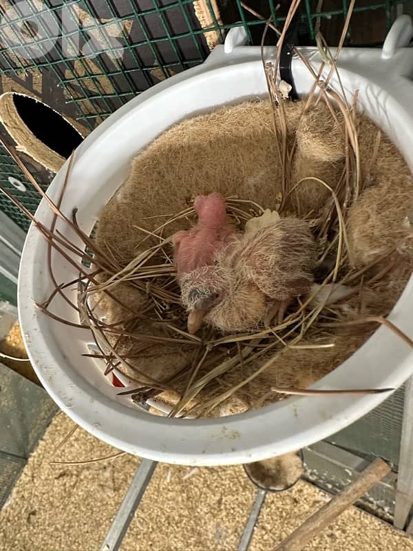 turtledove of all colors ( كريم ) 2