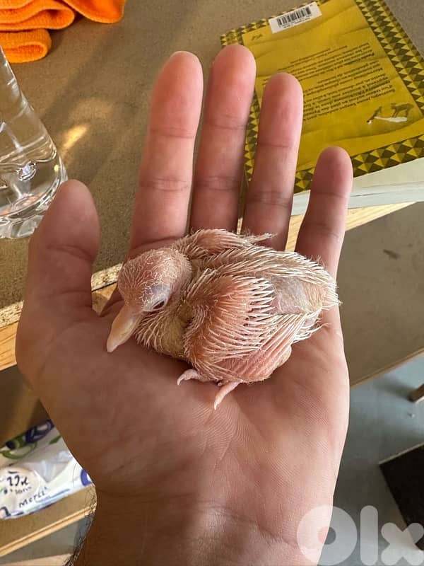 turtledove of all colors ( كريم ) 3