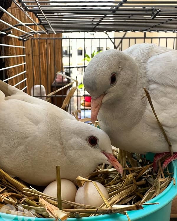 turtledove of all colors ( كريم ) 4