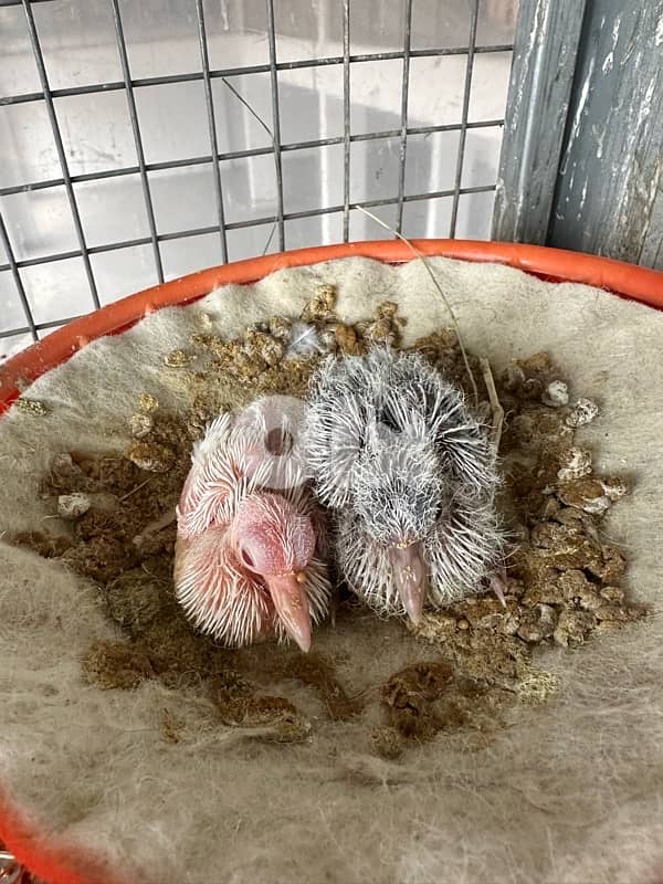 turtledove of all colors ( كريم ) 5