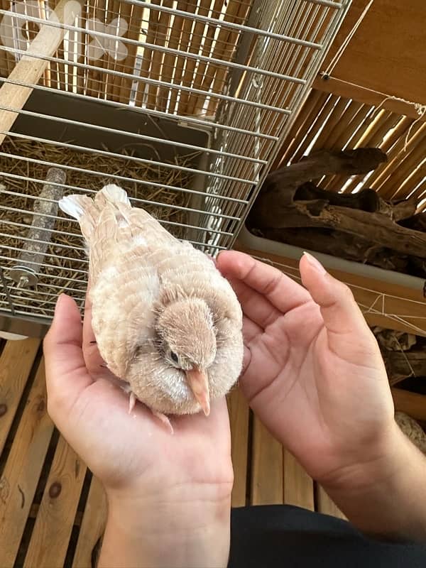 turtledove of all colors ( كريم ) 6