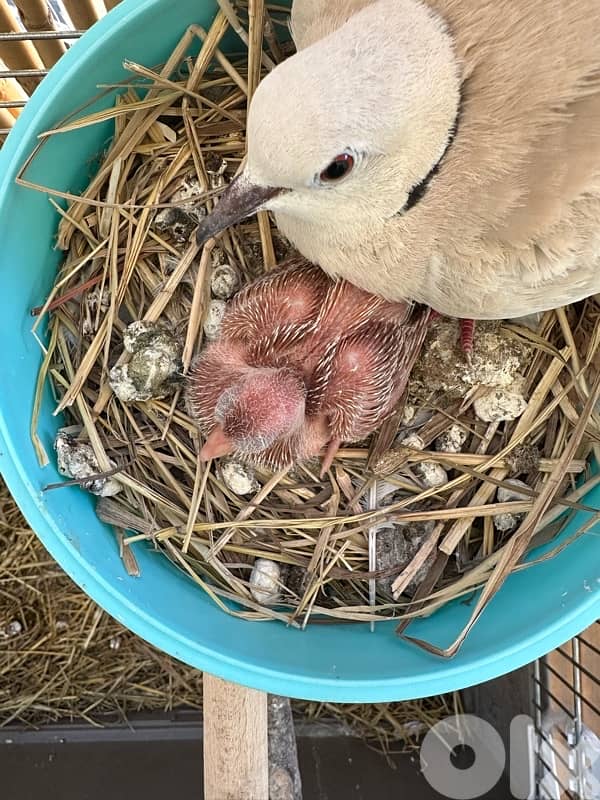 turtledove of all colors ( كريم ) 7