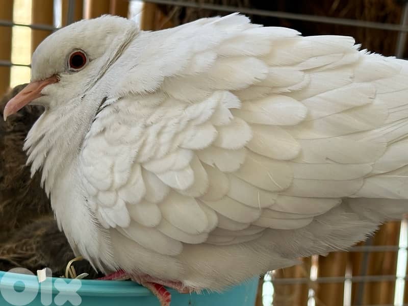 turtledove of all colors ( كريم ) 8