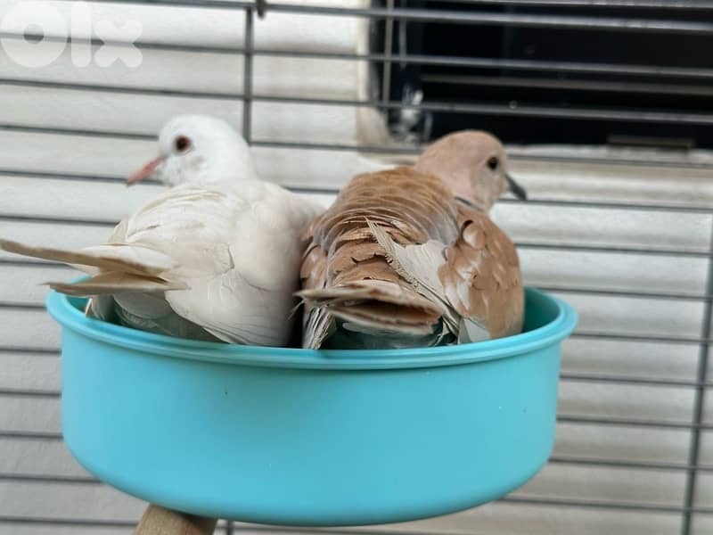 turtledove of all colors ( كريم ) 9