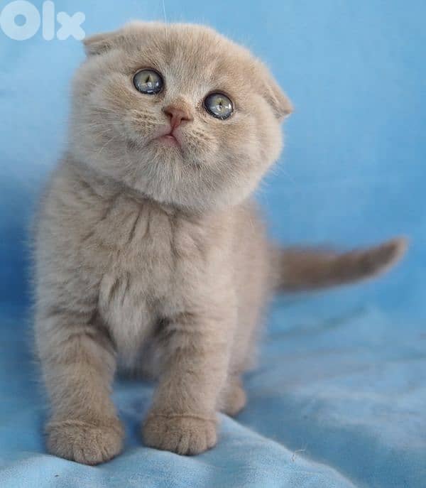 pure Scottish fold lilac kitten  HIGHEST QUALITY 1