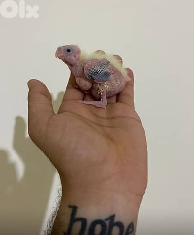 جوز كروان مروضين وشغالين مع فراخن