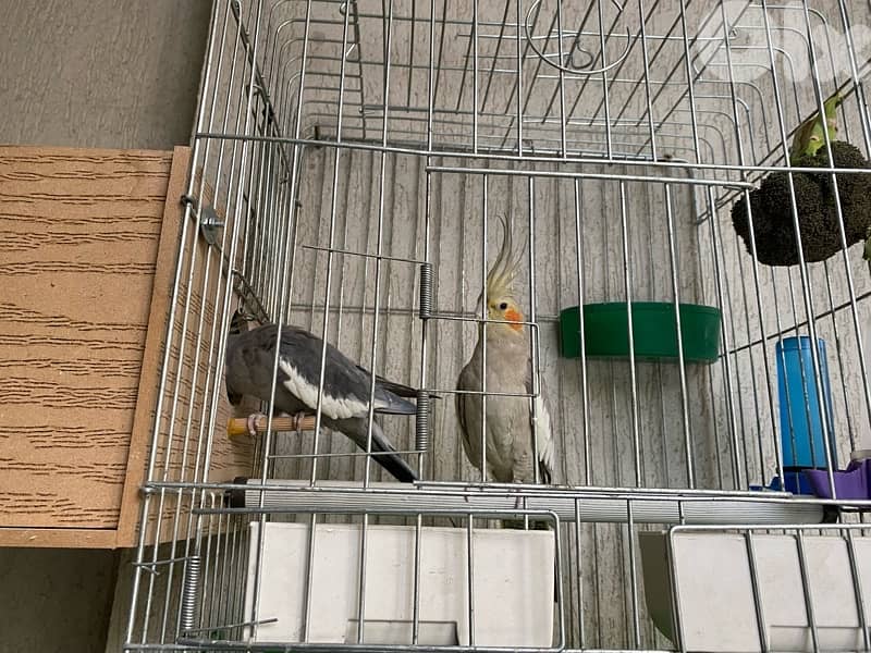 جوز كروان مروضين وشغالين مع فراخن 1