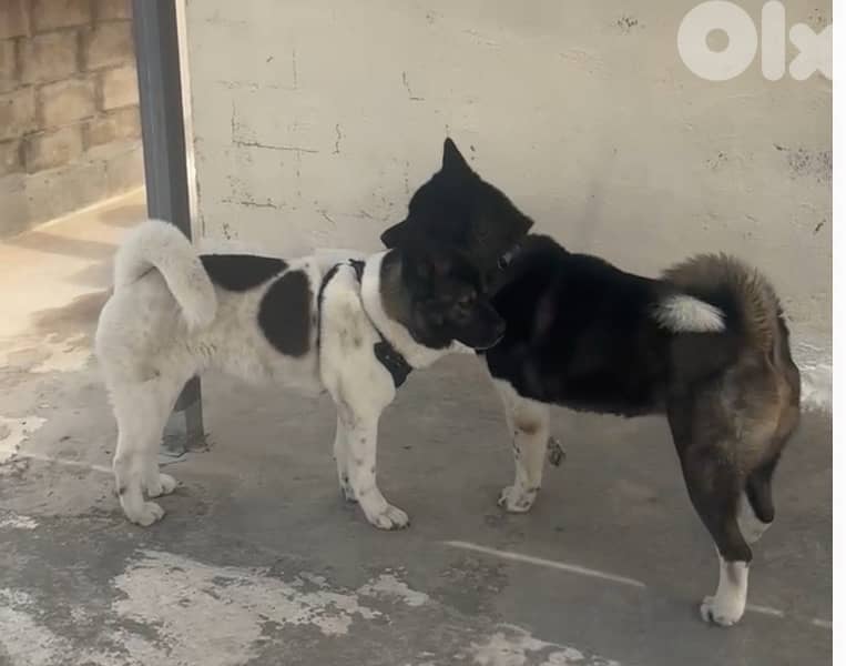 Pure American Akita 1