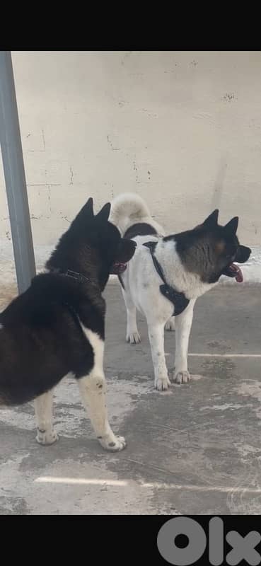 Pure American Akita 3