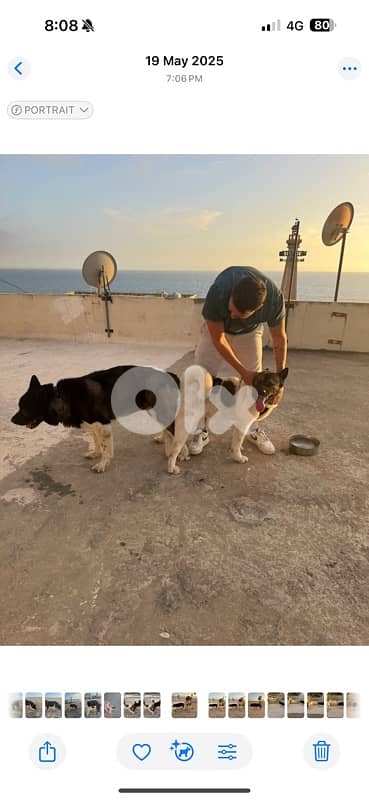 Pure American Akita 4