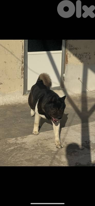 Pure American Akita 5