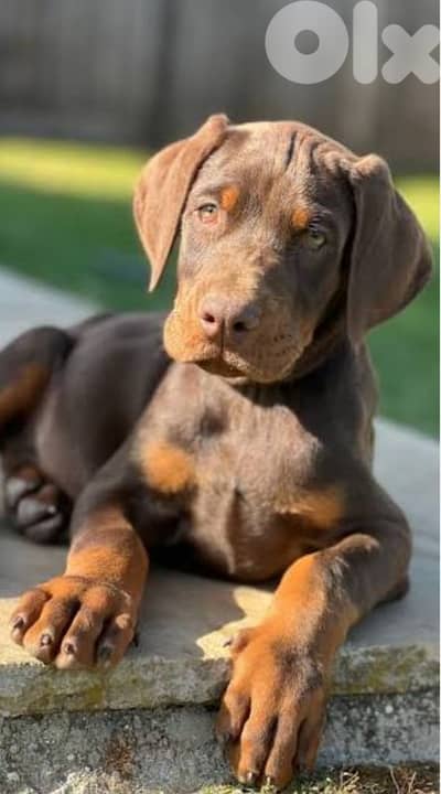doberman European
